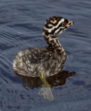 Young Dabchick