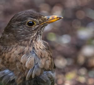 Bathed in bokeh