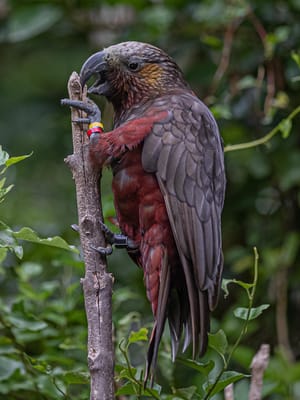 Kākā