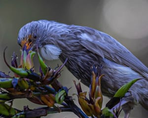 Ghost Tui