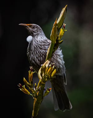 Leucistic Tui