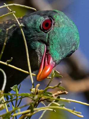 Native Kererū grazing on Kōwhai leaf shoots