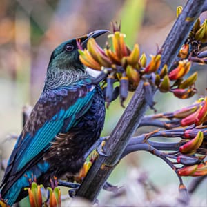 Native Tui