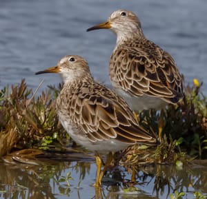 Pectoral Sandpipers