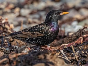 Starling