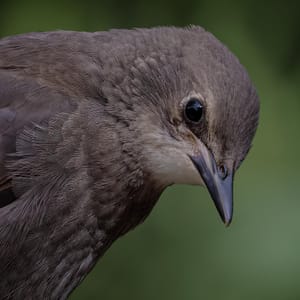 Starling fledgling