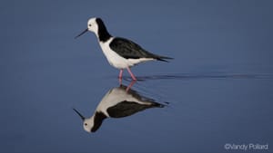 Pied stilt