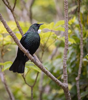 Tui