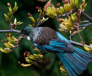 Tui