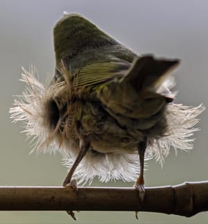 Fluff up your tutu and dance