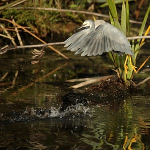 The Coot and the Heron