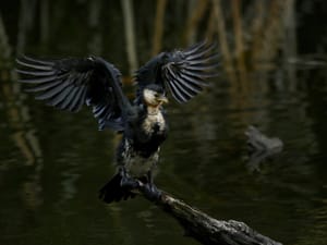 Pied Shag (Kawau)