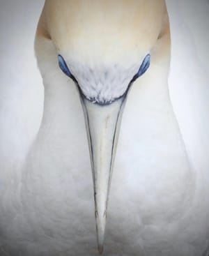 Australasian Gannet (Takapu)