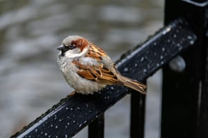 Garden sparrow