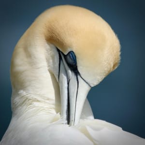 Takapu Preening II