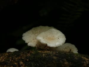 Fungi