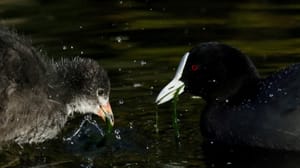 Coot Feeding