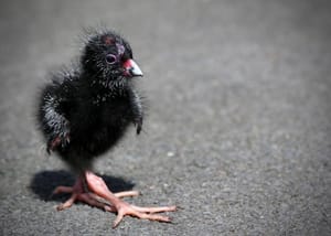 Pukeko