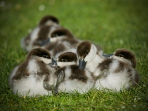 Putangitangi/Paradise Shelduck