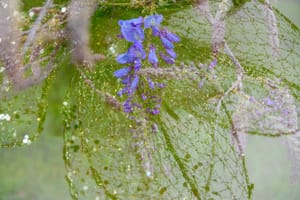 Wisteria Lace