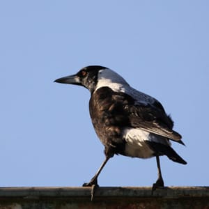 Australian Magpie