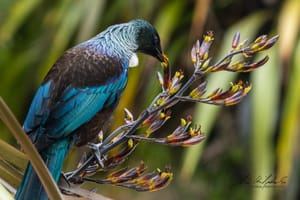 Tui