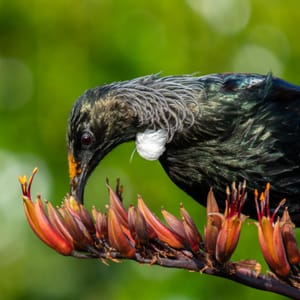 Sunset Tui