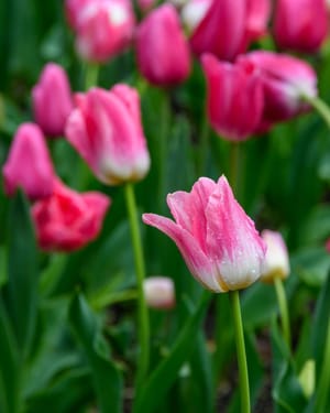 Pink Tulip