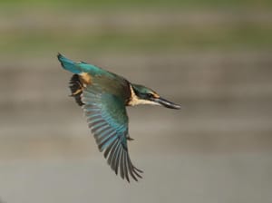 Kotare (Sacred Kingfisher) in Flight