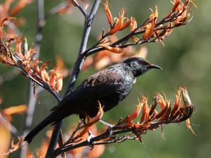 Tui perched on Harakeke