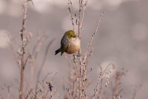 Silvereye