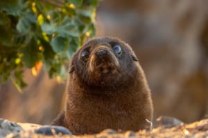 Fur seal pup at sunrise