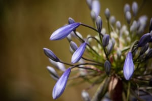 Agapanthus flower buds