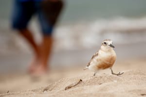 Beach walkers - Birds and humans coexist