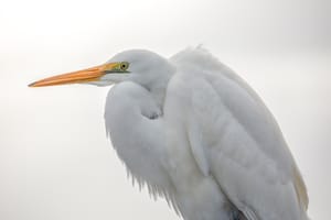 White Heron