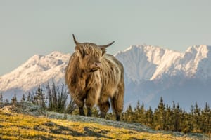 Highland cow