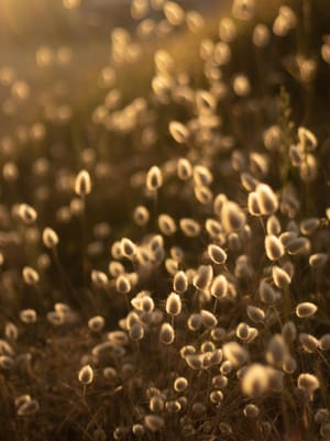 Bunny tails