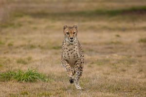 Cheetah chase