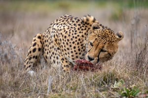 Cheetah dinner