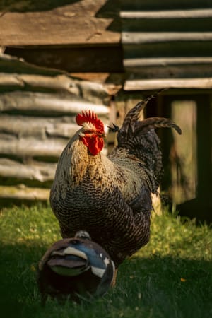 Chicken life - on the farm