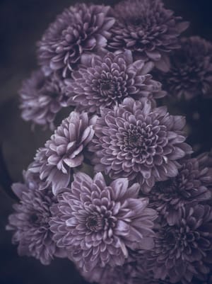 Chrysanthemum