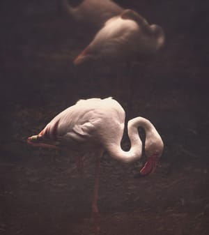 Flamingo