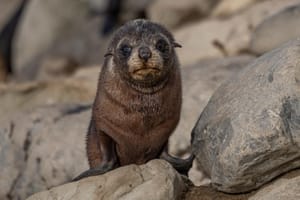 Fur seal pup