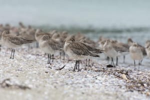 Godwits