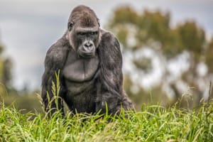 Silverback Staredown