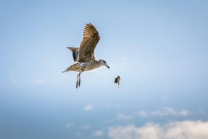 Gull & Mussell