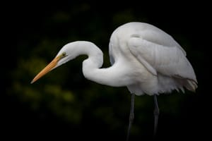 The white heron