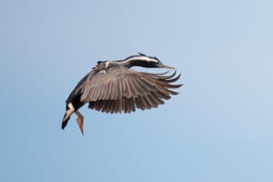 In flight