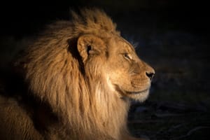 Lion profile