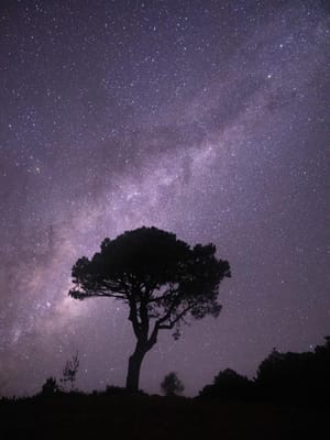 Lonely tree under the milky way